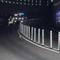 <p>Goose is rescued from the Lincoln Tunnel.</p>