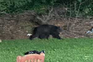 Bear Spotted Near Golf Course In Hudson Valley