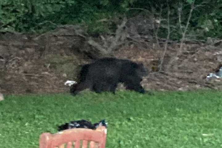 Bear Spotted Near Golf Course In Westchester