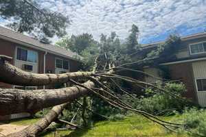 Large Pine Tree Collapses Onto Morris County Apartment Complex