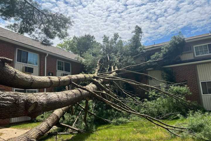 Large Pine Tree Collapses Onto Morris County Apartment Complex