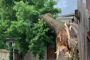 Tree Falls On Norristown House (PHOTOS)