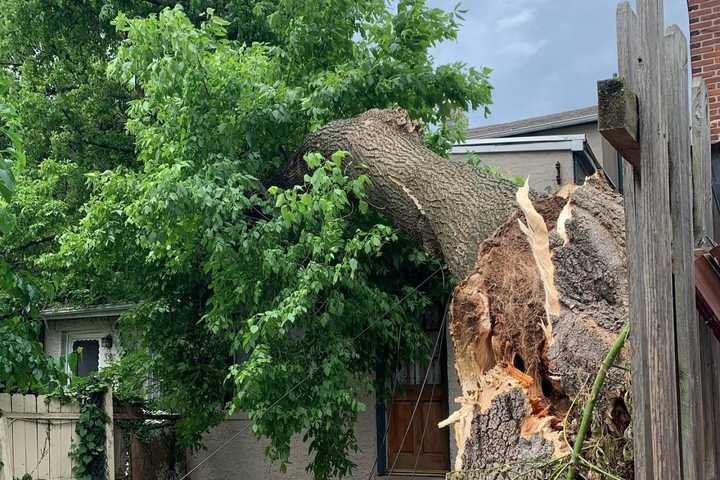 Tree Falls On Norristown House (PHOTOS)