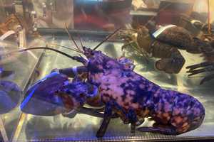 Rare Lobster Rescued From Virginia Red Lobster Restaurant Dies