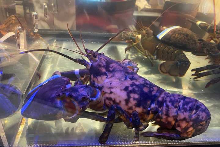 Rare Lobster Rescued From Virginia Red Lobster Restaurant Dies