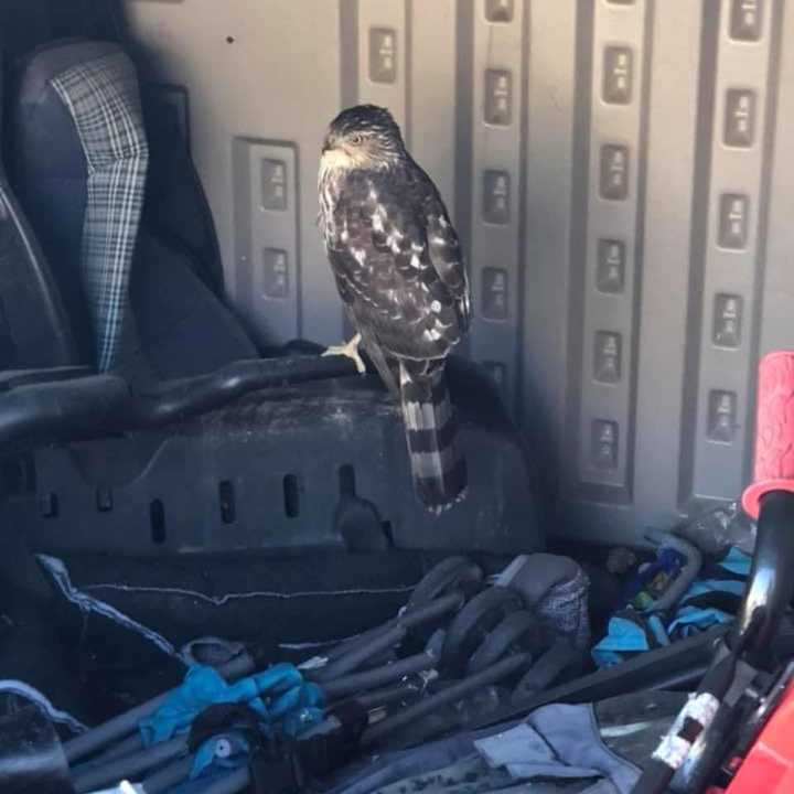 Members of the Ramapo Police Department have been busy this week rescuing injured birds in the area.