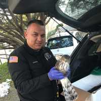 <p>Members of the Ramapo Police Department have been busy this week rescuing injured birds in the area.</p>