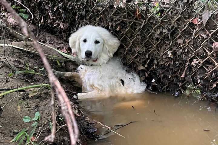 Doggone Good Rescue: Paramedics Come To Aid Of Puppy Stuck In Prince George's Fence