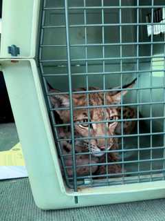 Lynx Captured After Being On Loose In Suffolk County