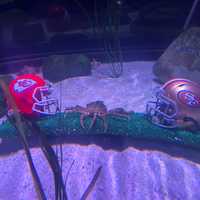 Sports-Loving Crab From American Dream Mall Aquarium Makes Super Bowl LVIII Prediction