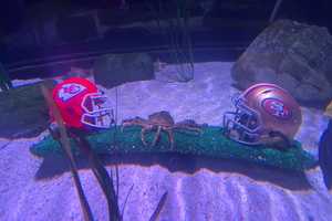 Sports-Loving Crab From American Dream Mall Aquarium Makes Super Bowl LVIII Prediction