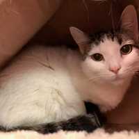 Need A New Best Friend? Westchester SPCA Highlights Pets Of Week