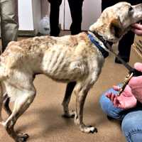 Northern Westchester Woman Charged With Animal Cruelty After Discovery Of Emaciated Dog
