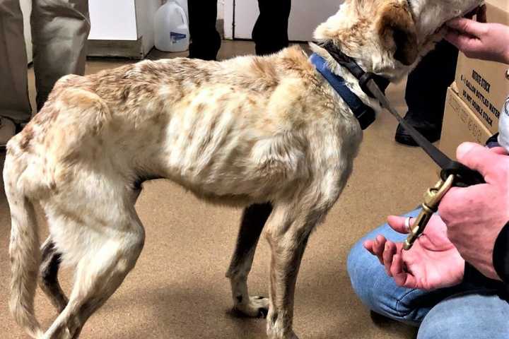 Northern Westchester Woman Charged With Animal Cruelty After Discovery Of Emaciated Dog