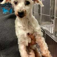 Need A New Best Friend? Westchester SPCA Highlights Pets Of Week