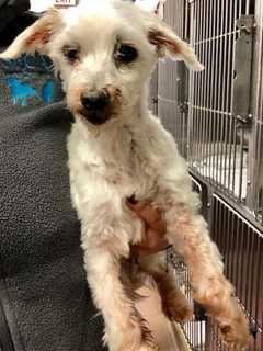 Need A New Best Friend? Westchester SPCA Highlights Pets Of Week