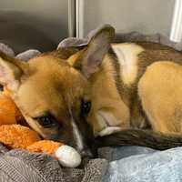 Police Investigating Abuse Of 'Severely Injured' Puppy Found In Capital District