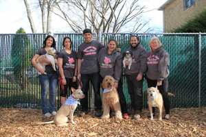 Love Pets? Dog Walkers, Cat Sitter Openings In White Plains Area