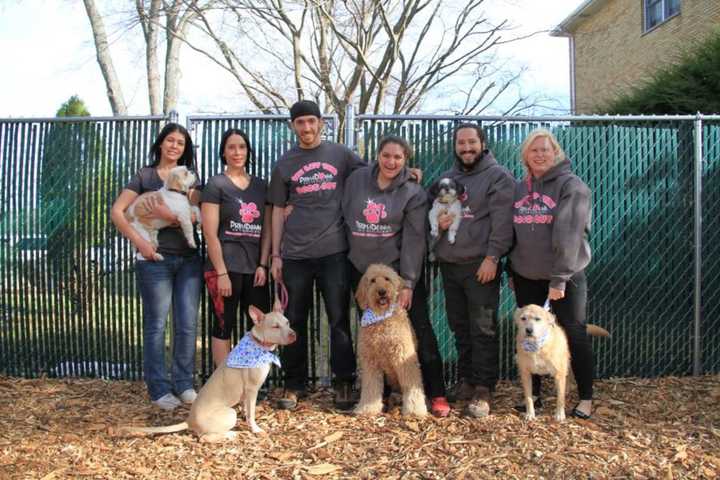 Love Pets? Dog Walkers, Cat Sitter Openings In White Plains Area
