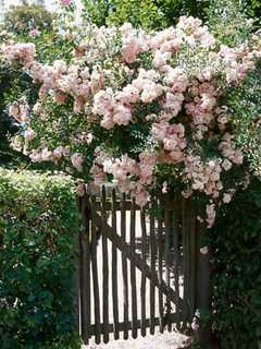 Learn About Perennials At Harrington Park Gardening Club