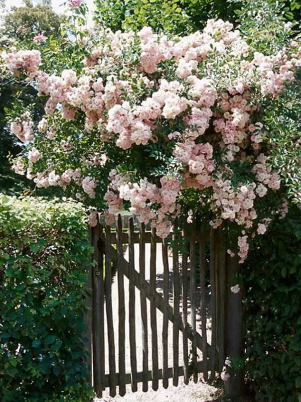 Learn About Perennials At Harrington Park Gardening Club