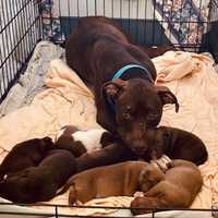 <p>The dogs were taken from their mother.</p>