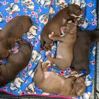 <p>The reward has been provided by the Humane Rescue Alliance.</p>