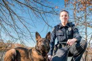 Darien Police K9 Argo Gets New Body Armor