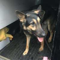 <p>The Ramapo Police Department is hoping to reunite this German Shepherd with its family.</p>