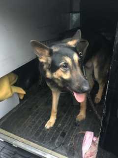 Know It? Loose German Shepherd Found In Ramapo