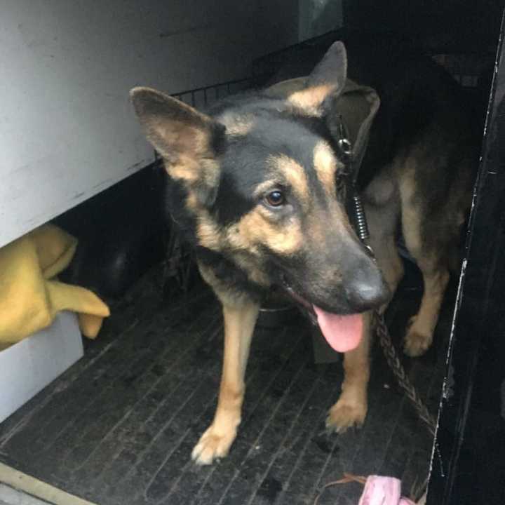 The Ramapo Police Department is hoping to reunite this German Shepherd with its family.