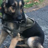 <p>The Ramapo Police Department is hoping to reunite this German Shepherd with its family.</p>