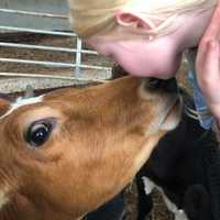 <p>Lisa Miskella&#x27;s granddaughter Madison with Elsa. According to Miskella, Goats are very affectionate.</p>