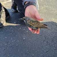 <p>&quot;Flash&quot; was rescued by police in Aberdeen.</p>