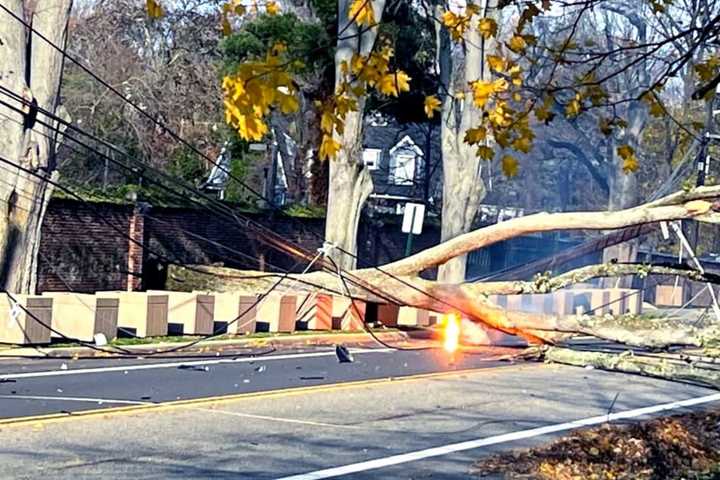 CLOSE CALL: Female Driver, 75, Hospitalized After Tree Falls On SUV In Englewood