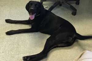 Know Her? Loose Dog Found In Ridgefield