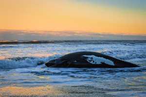 Dead Whale Washes Up On NJ Beach