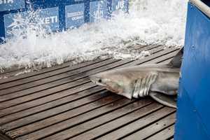 Nine-Foot Shark Tracked In Maryland, Virginia Waters