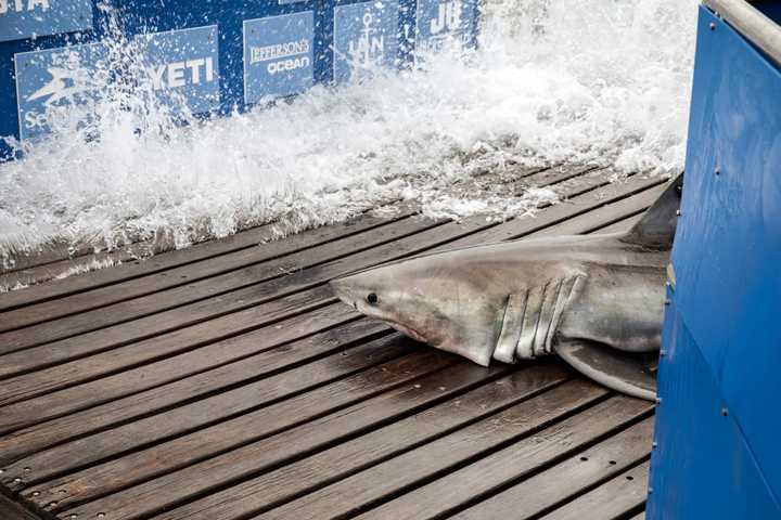 Nine-Foot Shark Tracked In Maryland, Virginia Waters