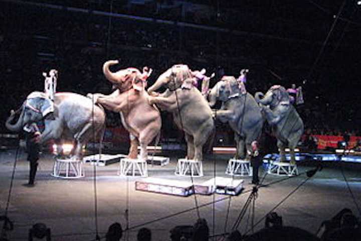Elephants Take Final Bows With Ringling Bros. and Barnum & Bailey