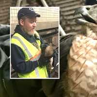 <p>PATH Track Inspector Kevin Ronan with the hawk.</p>
