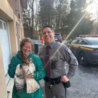 <p>A New York State Police officer helped rescue an injured hawk found on a road in South Salem. The bird was then given to licensed wildlife rehabilitator Megan Apicelli.</p>