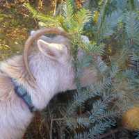 <p>A blonde goat enjoys a Christmas tree snack.</p>