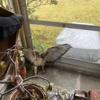 <p>Officers throw a blanket over the hawk before carrying it outside.</p>