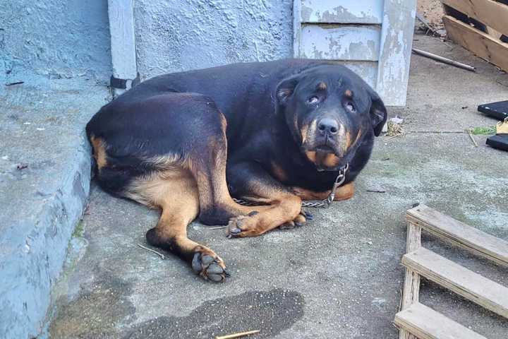 Dog Tethered In Below-Freezing Temps For Days Outside NJ Home