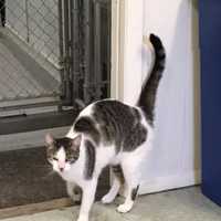 <p>This cat was found by police in Ridgefield.</p>