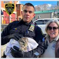 <p>Members of the Greenburgh Police Department help rescue a barred owl that had been injured.</p>