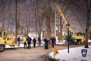 Cohasset Tree Worker Knocked Out By Limb Chopped Down By Co-Worker: Police