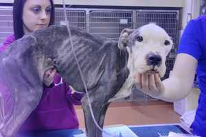 Starving Dog Rescued In Philly Recovering In NJ