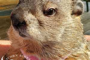 Bill Murray's Groundhog Co-Star From Pennsylvania Dies, Wildlife Center Says